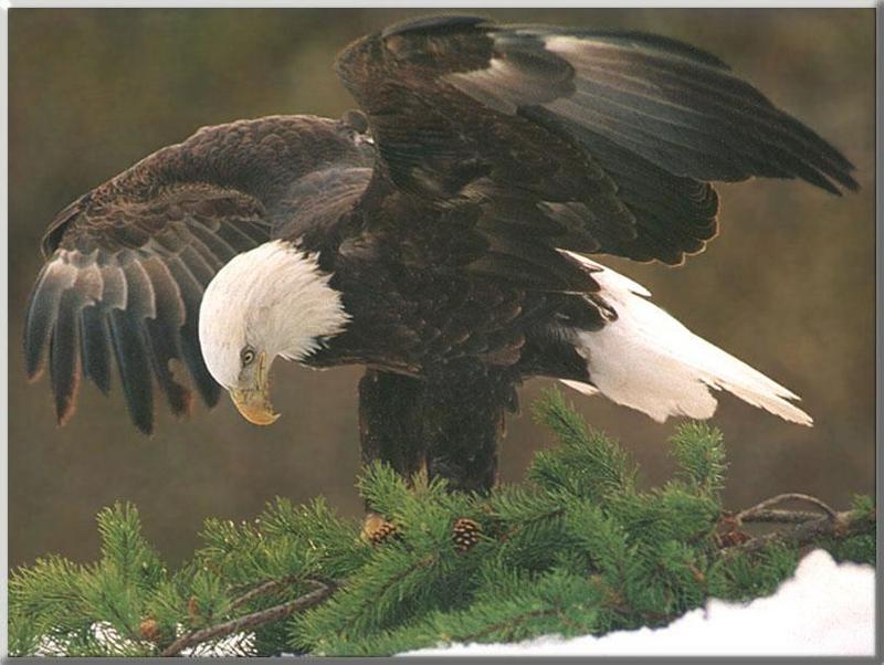 Bald Eagle 157-Bows on pine tree-Open wings.JPG