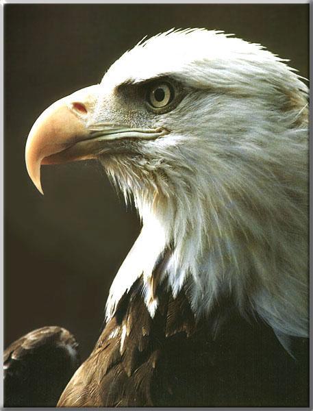 Bald Eagle 158-Proud Face closeup.JPG