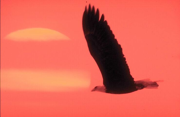 Bald Eagle 479011-In Flight.jpg