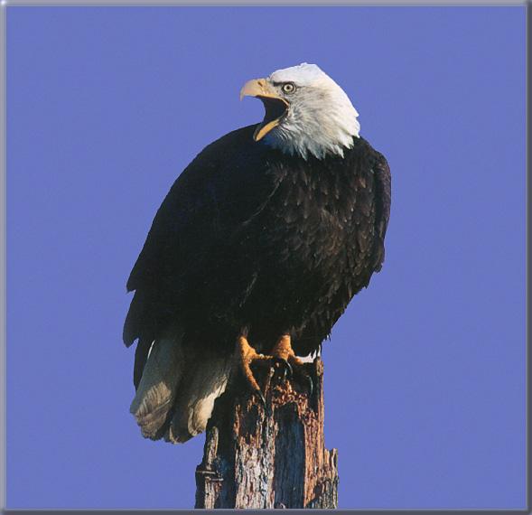 Bald Eagle 47-On Log-Crying.jpg