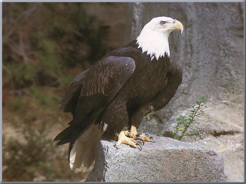 Bald Eagle 48-On Rock-Closeup.jpg