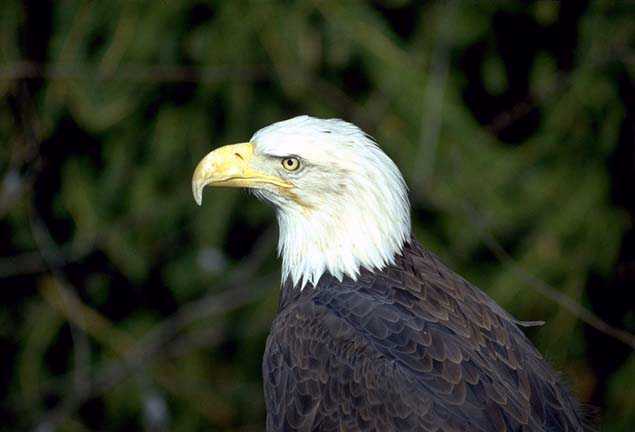 Bald Eagle ibm.jpg