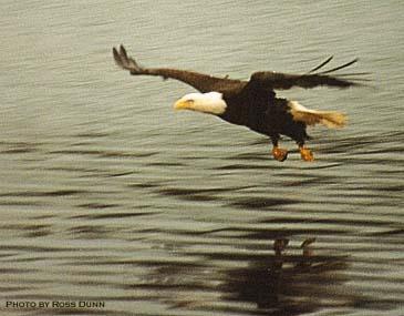 Bald Eagle low flight to hunt.JPG