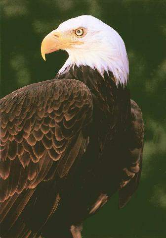 Bald Eagle14.jpg