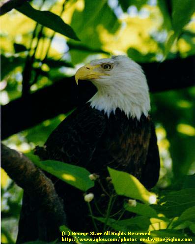 Bald Eagle2-In Forest Shadow.jpg