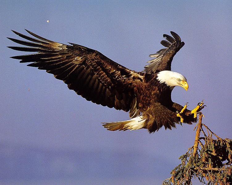 Bald Eagle2-Landing.jpg