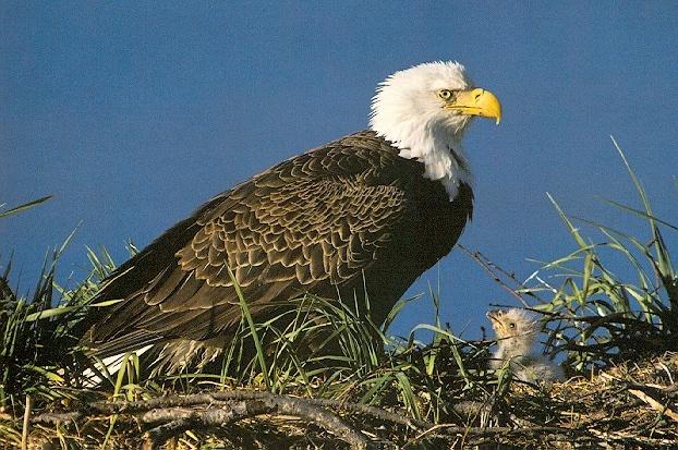 Bald Eagle4-Mom nursing chick on nest.jpg