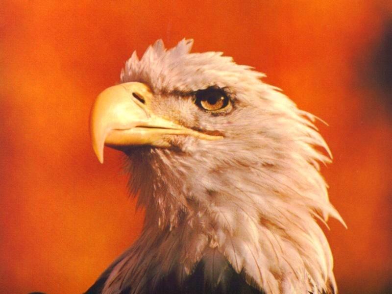 Bald Eagle-Arrogant Face1.jpg