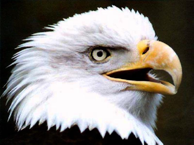 Bald Eagle-Arrogant Face2.jpg