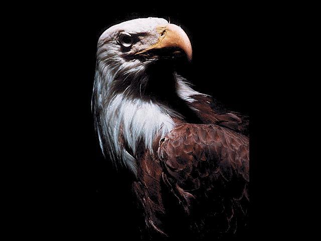Bald Eagle-bird.jpg