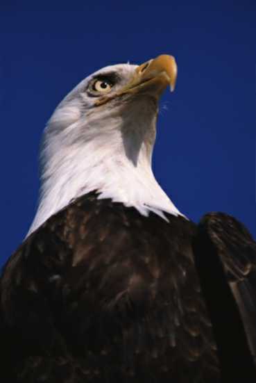Bald Eagle Head09.jpg