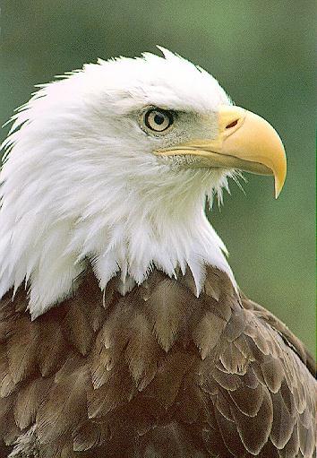 Bald Eagle Head10.jpg