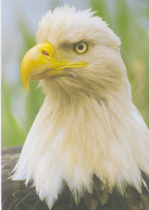 Bald Eagle-Head-My.jpg