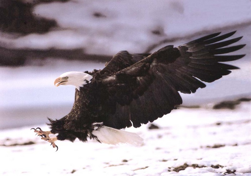 Bald Eagle-Hunting Something-Snow.jpg