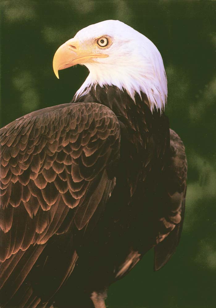 Bald Eagle Looks Back-Upper Half Closeup-majestic.jpg