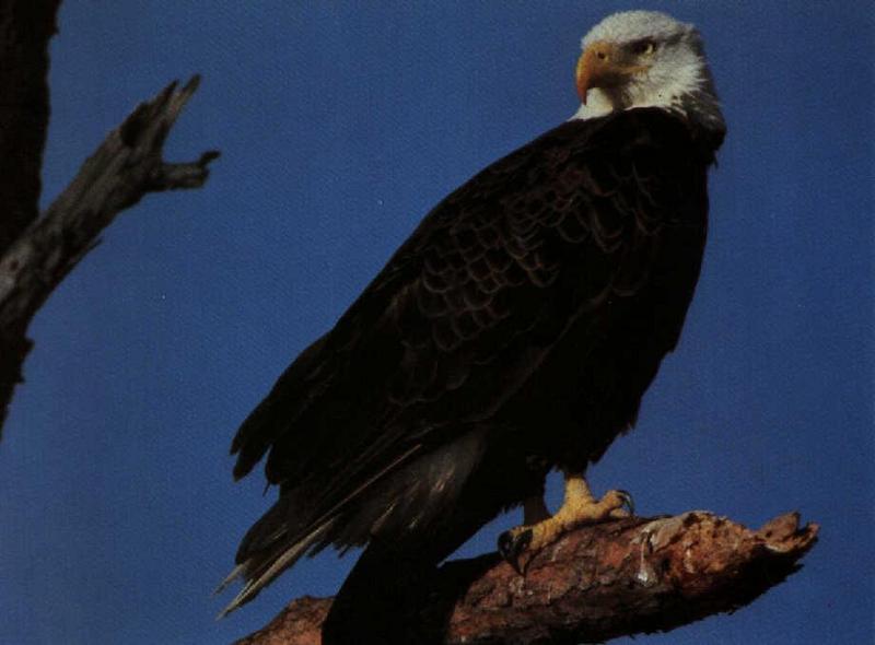 Bald Eagle-On Log-Looking Back.jpg