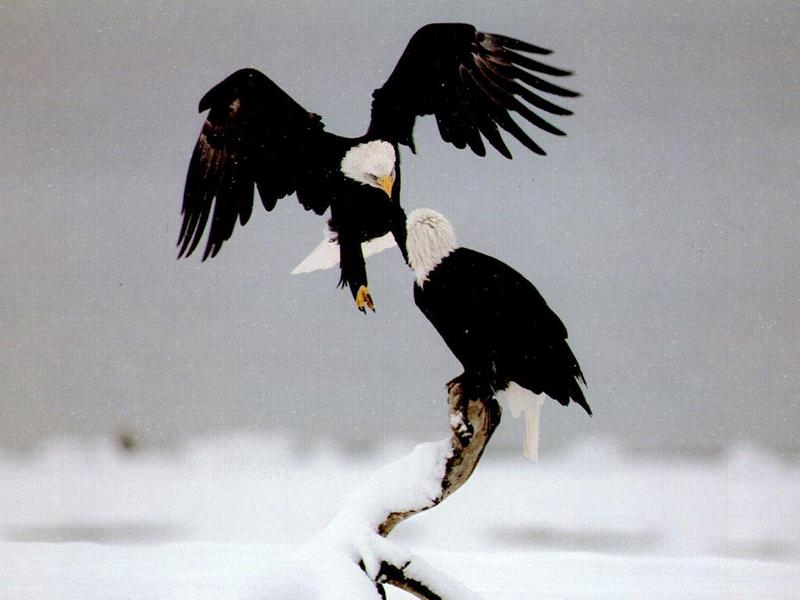 Bald Eagles1-Pair landing off on snow log.jpg