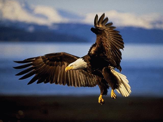 bald Eagle-illust.jpg