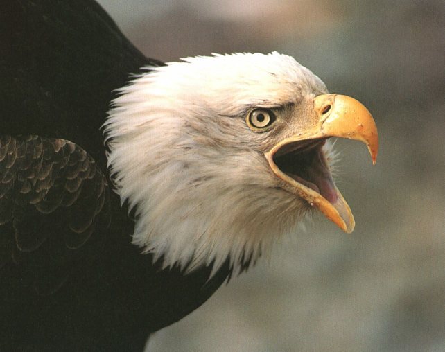 b-egle01-Bald Eagle-crying face closeup.jpg