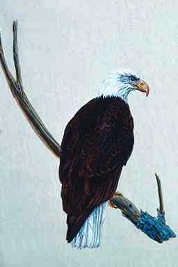 Bird Painting-Bald Eagle2-perching on branch.jpg