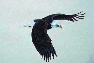 Bird Painting-Bald Eagle-in full flight.jpg