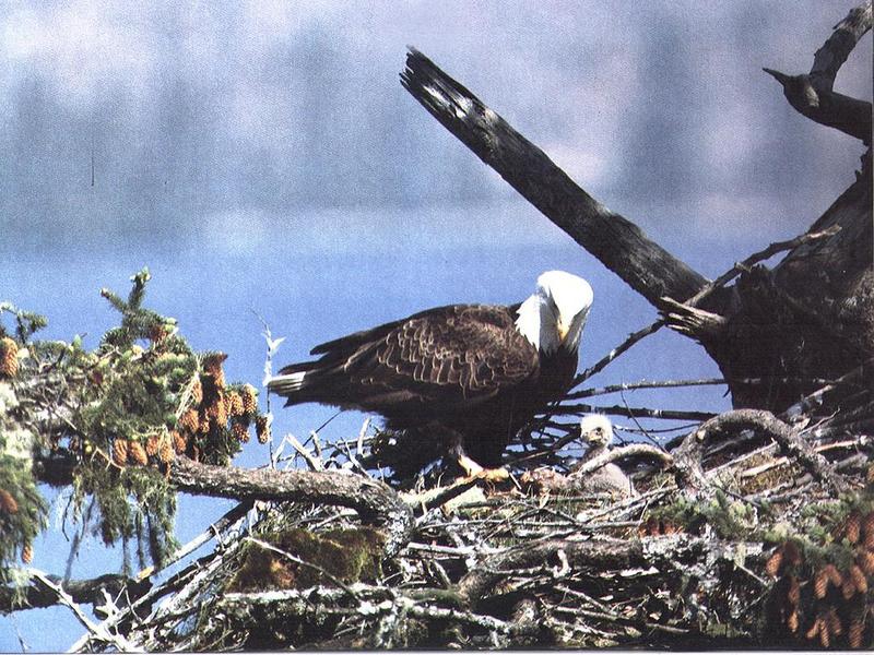 Ds-Animal 005 - Aigle-Bald Eagle-mom and baby on nest.jpg