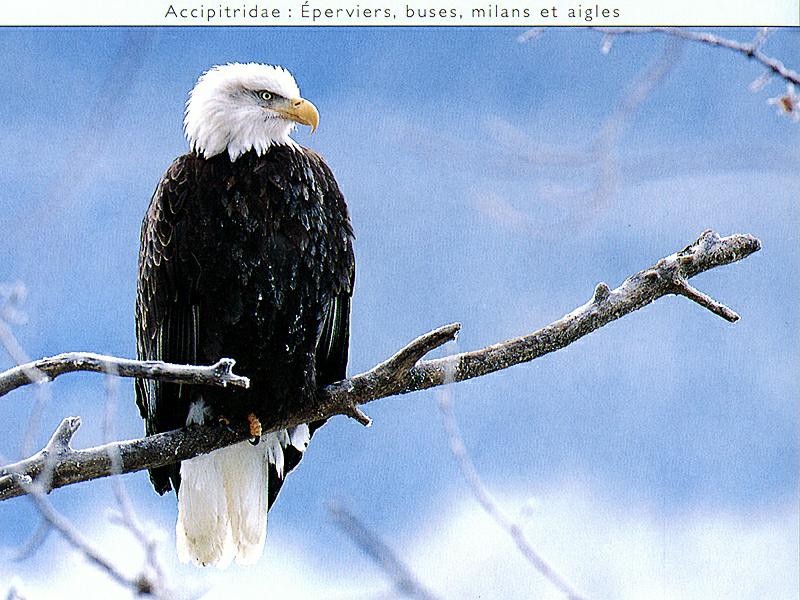 Ds-Oiseau 103-Bald Eagle-perching on branch.jpg