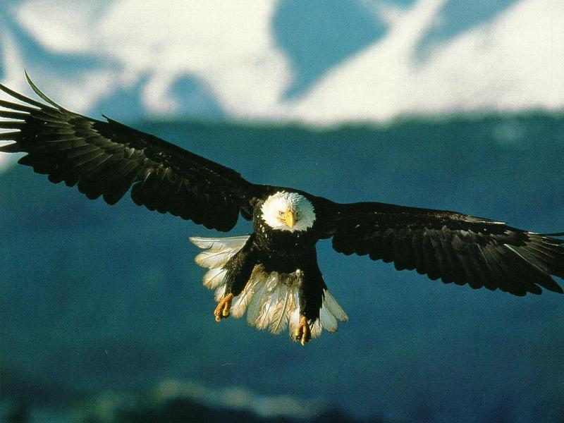 eagle01-Bald Eagle-in flight-front view.jpg