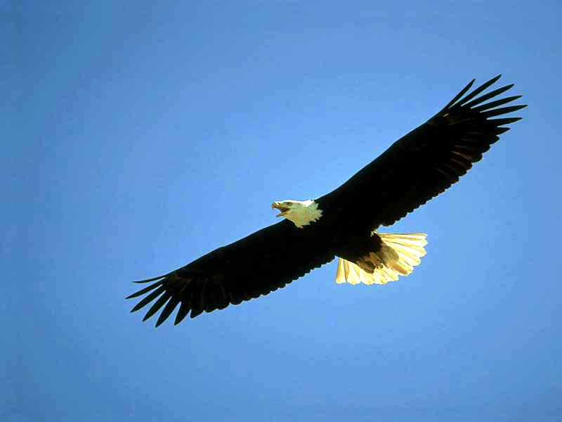 Eagle56-Bald Eagle-in flight and screaming.jpg