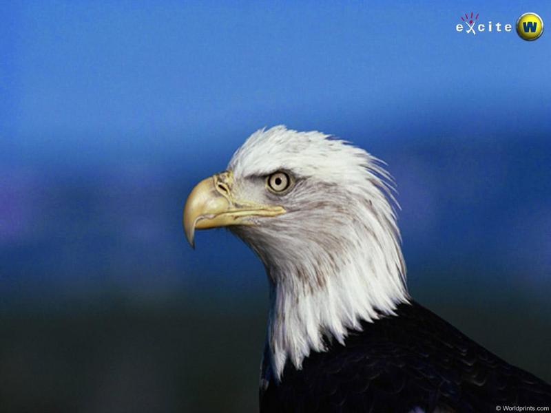 eagle-Bald Eagle-face closeup.jpg
