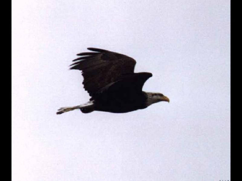 flying Bald Eagle01.jpg