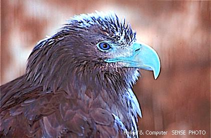 HNC-animal07-Bald Eagle-immature.jpg