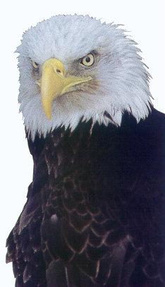 lj American Bald Eagle.jpg