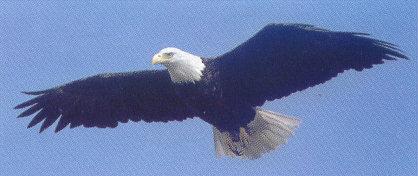lj Eagle Outing.jpg