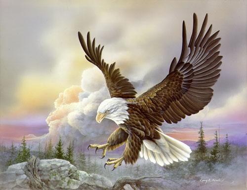 martinlb-Bald Eagle-flight.jpg