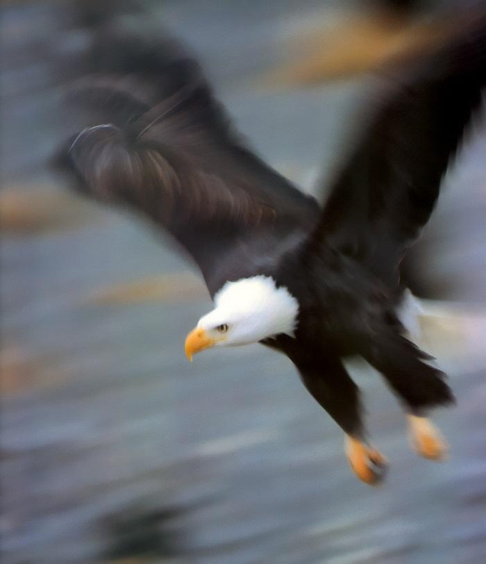 p-eagle01-Bald Eagle-fast flight.jpg