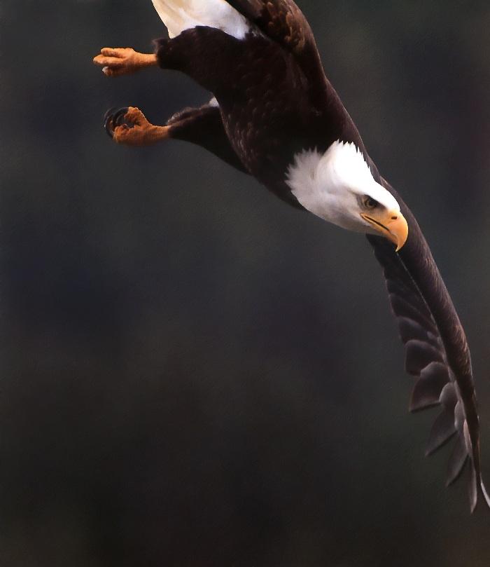 p-eagle02-Bald Eagle-fast flight.jpg
