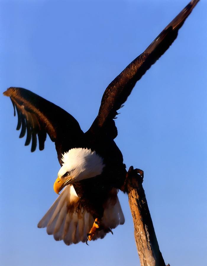 p-eagle04-Bald Eagle-on post tip.jpg