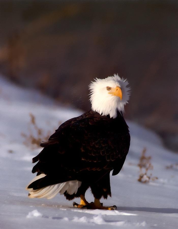 p-eagle06-Bald Eagle-standing on snow.jpg
