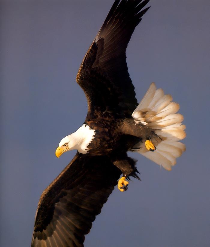 p-eagle07-Bald Eagle-in flight.jpg