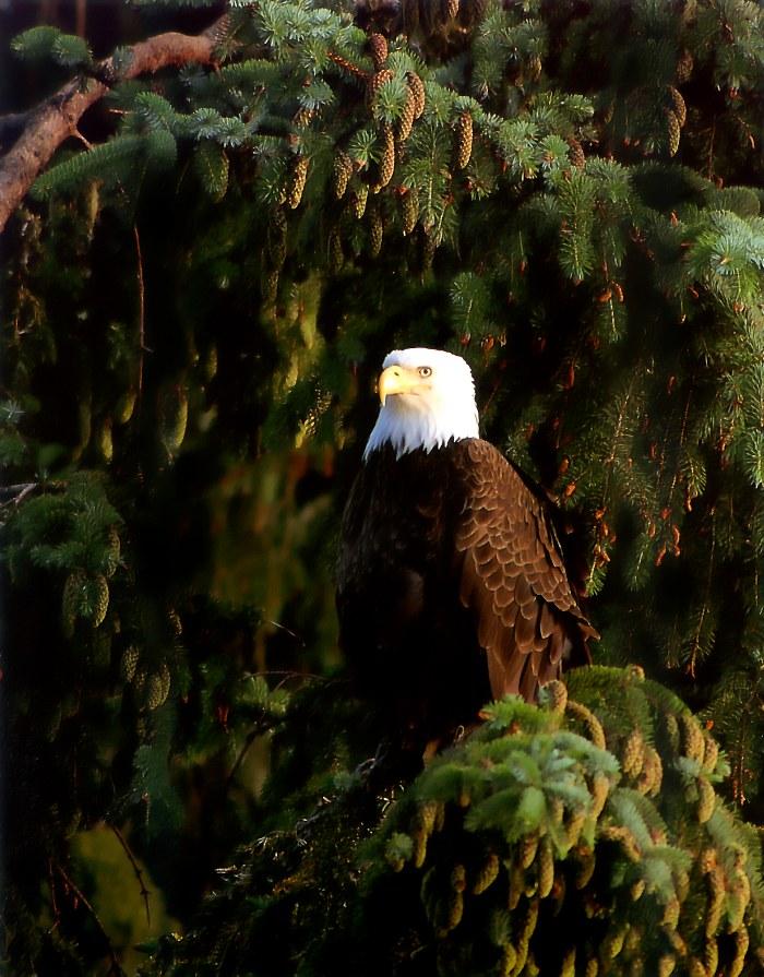 p-eagle08-Bald Eagle-perching on tree.jpg