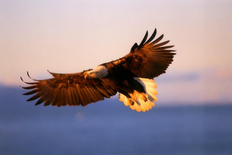 p-eagle09-Bald Eagle-in flight.jpg