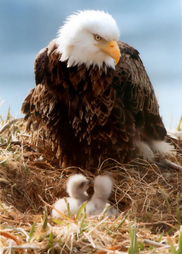 p-eagle10-Bald Eagles-mom and babies.jpg