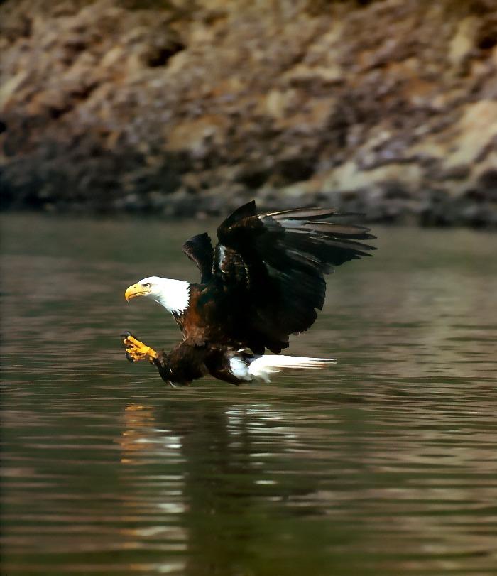 p-eagle12-Bald Ealge-diving for hunting.jpg