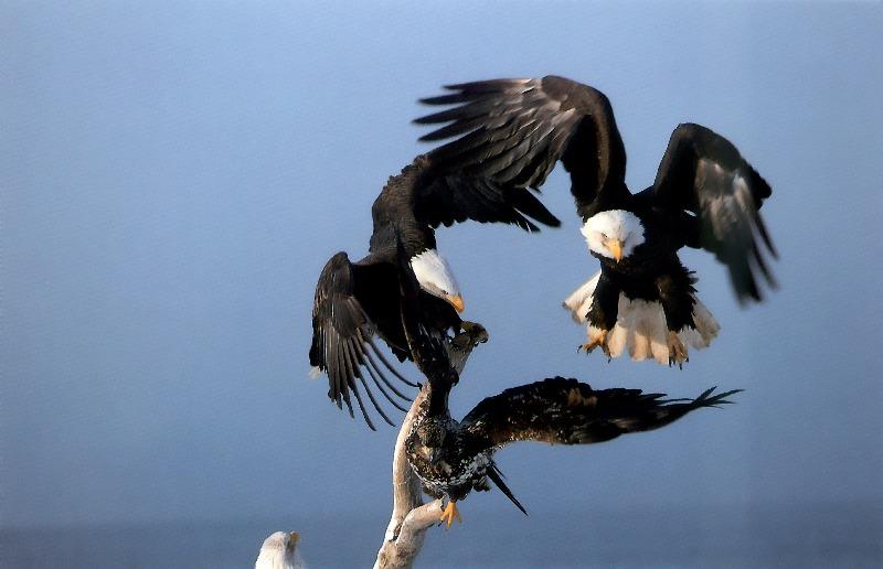 p-eagle13-Bald Eagles-protecting territory.jpg