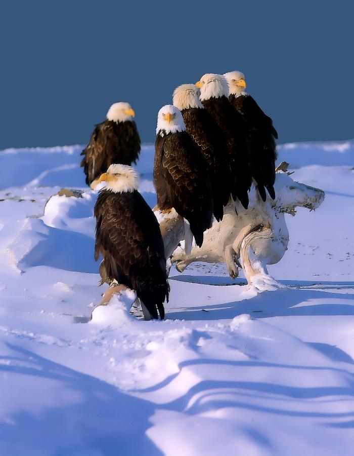 p-eagle14-Bald Eagles-flock on snow log.jpg