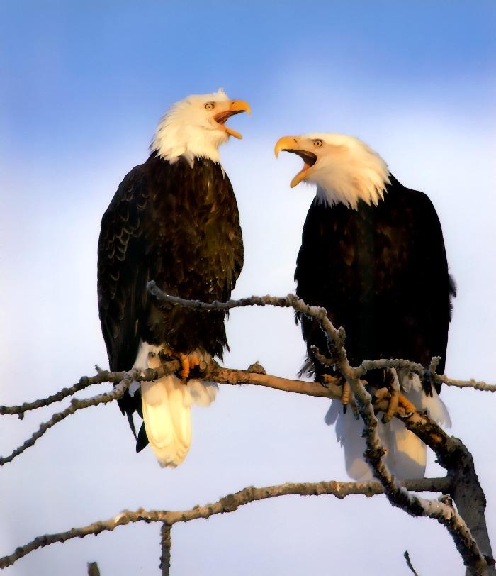 p-eagle15-Bald Eagles-calls on tree.jpg