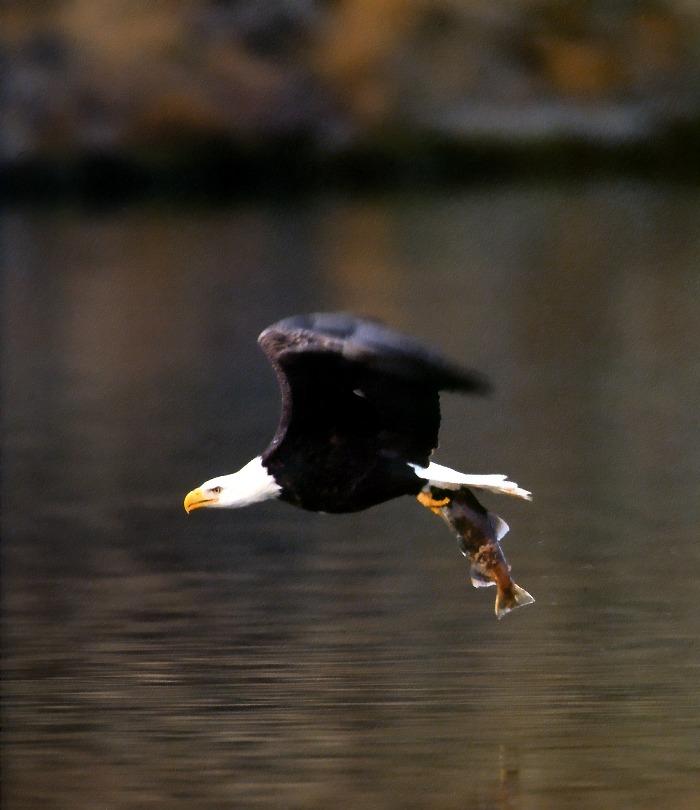 p-eagle16-Bald Eagle-flight with salmon prey.jpg