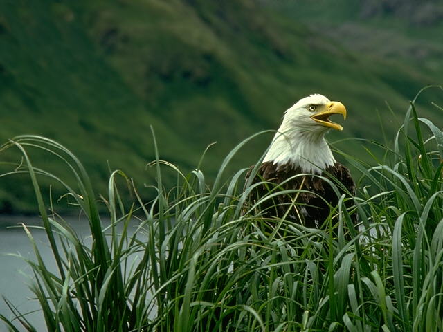 S095176-Bald Eagle-screaming in tall grass.jpg