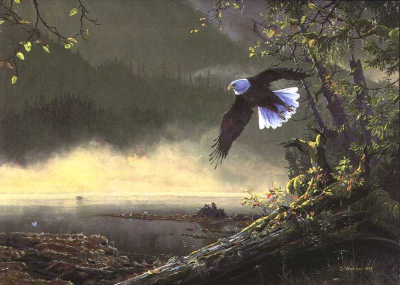 WildLife Art-Bald Eagle-Mourning Flight.jpg